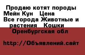 Продаю котят породы Мейн Кун › Цена ­ 12 000 - Все города Животные и растения » Кошки   . Оренбургская обл.